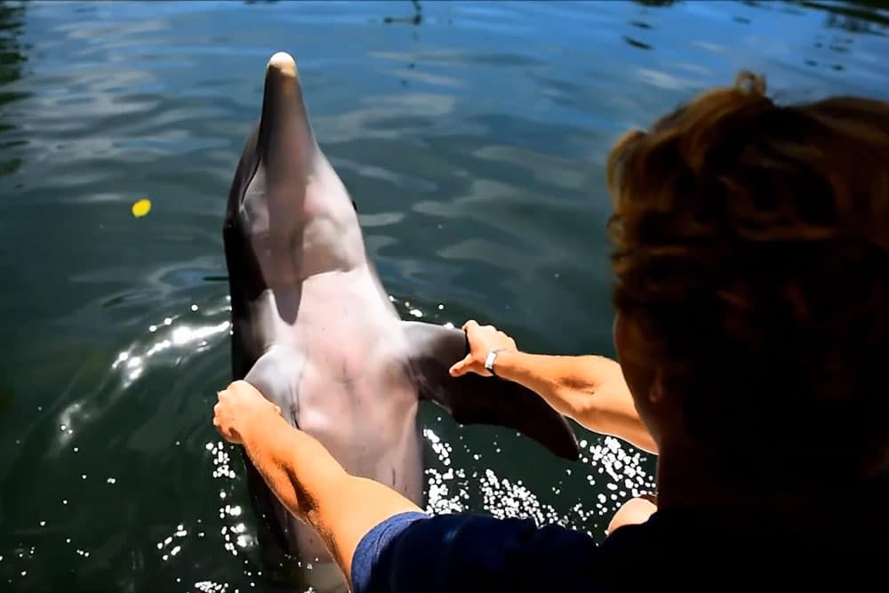 Meet the Dolphin