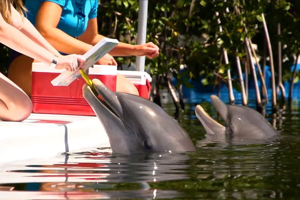 Paint with the Dolphin