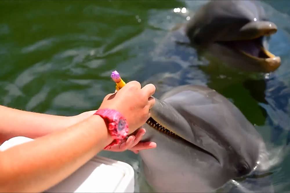 Paint with the Dolphin