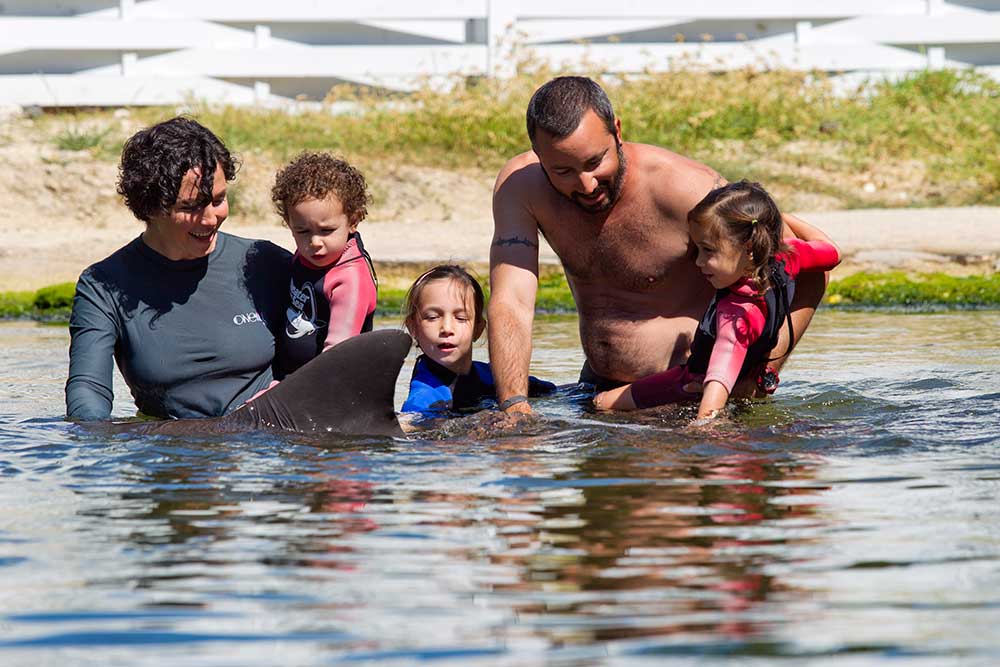 Ultimate Swim with the Dolphin