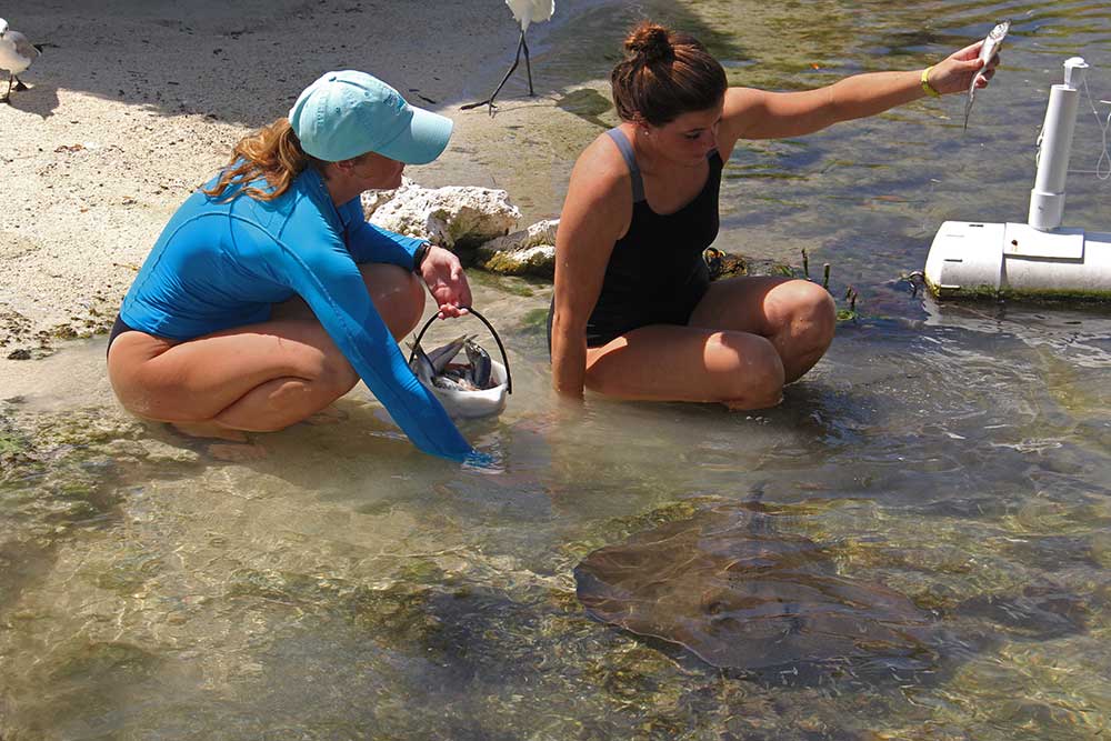 Swim with the Rays