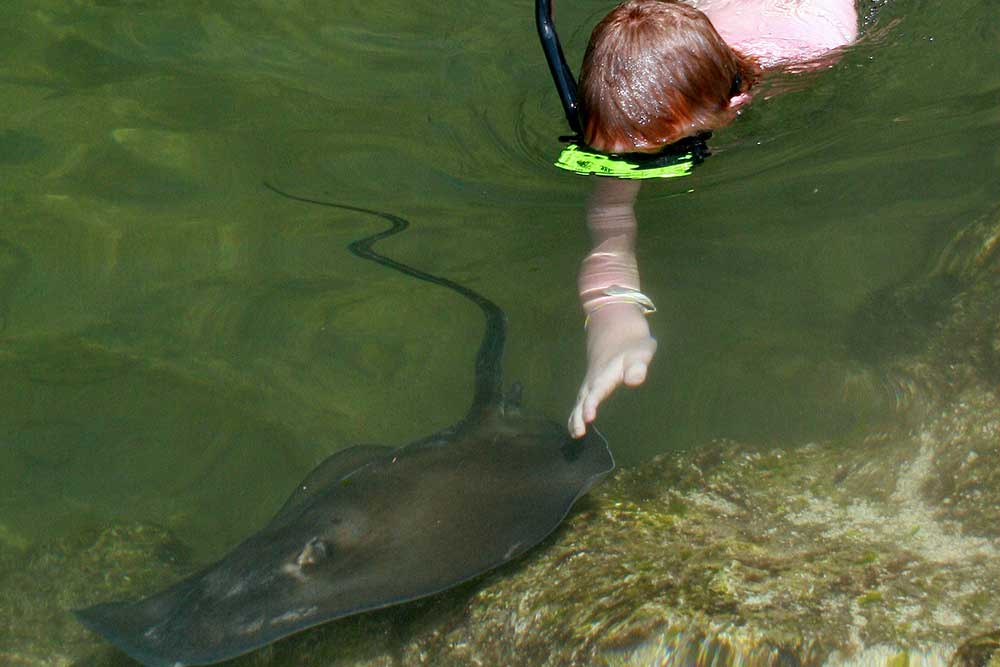Swim with the Rays