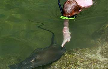 Swim with the Rays