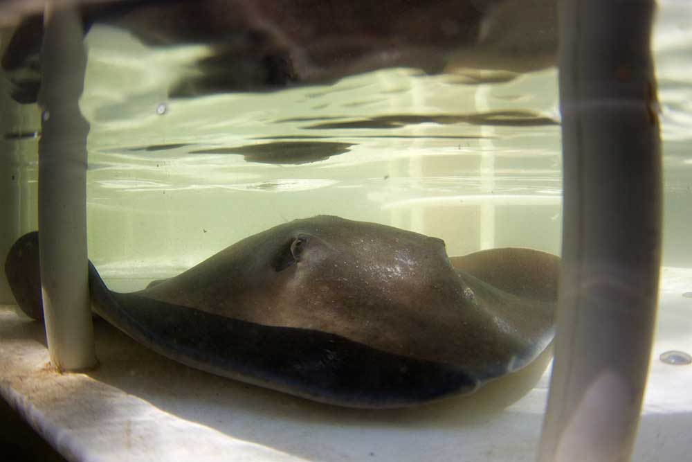 Swim with the Rays