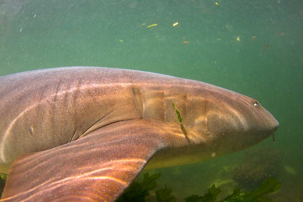 Swim with the Sharks