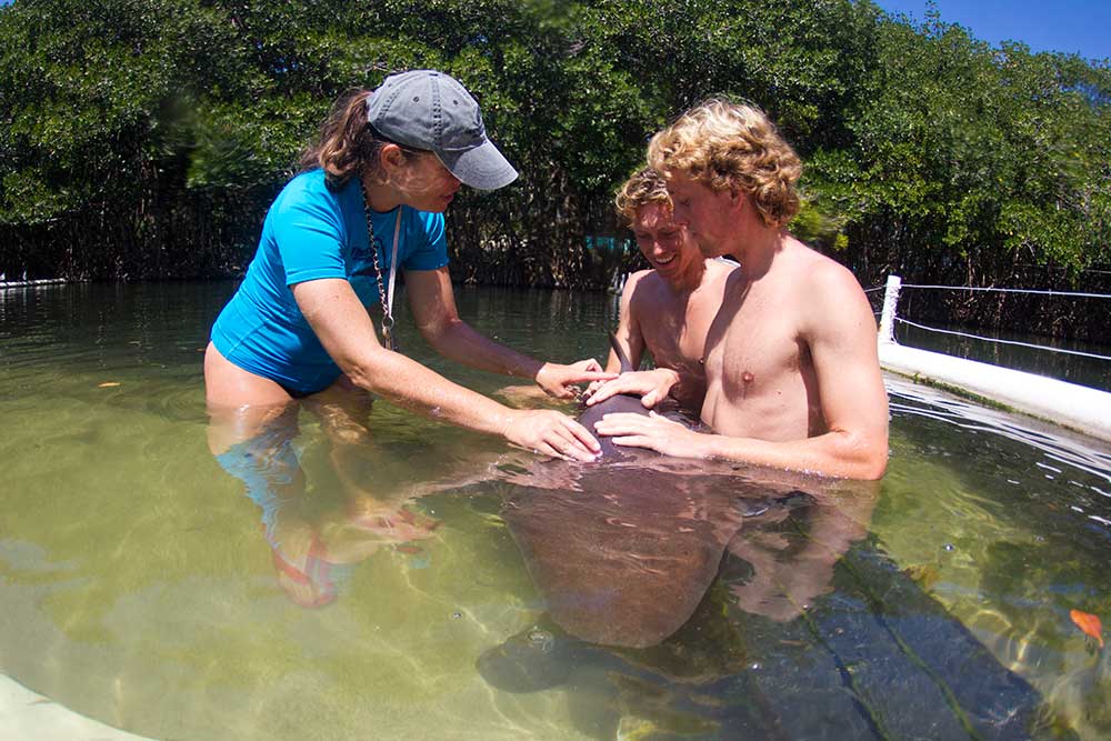 Swim with the Sharks