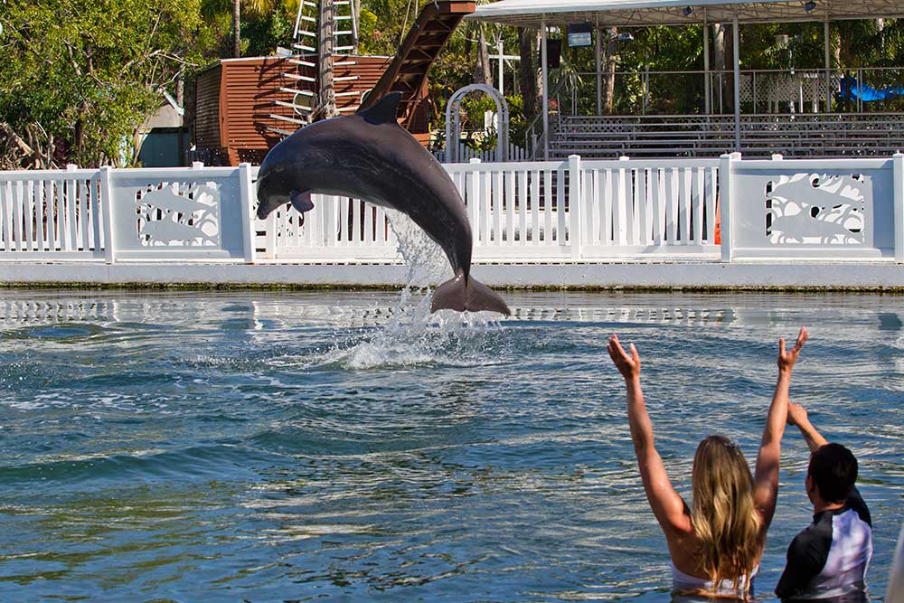 Dolphin Wedding Escape Package