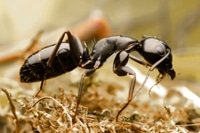pests_1