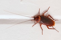 pests_2