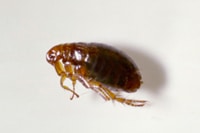pests_3