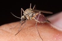 pests_4