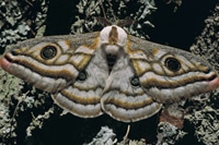 pests_5