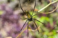 pests_6