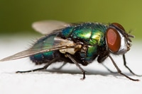 pests_7