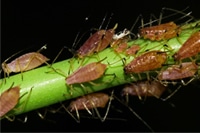 pests_8