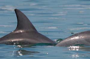 Wild Dolphins