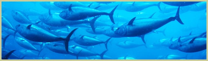 sustainableseafood