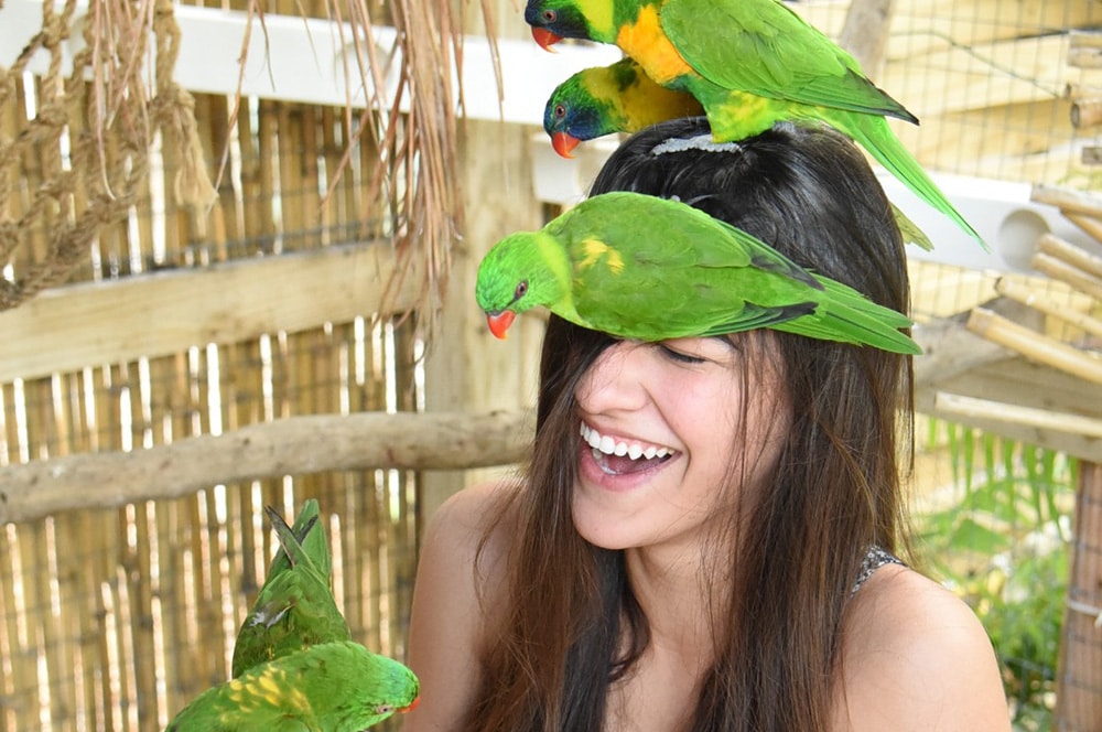 Meet the Parrots