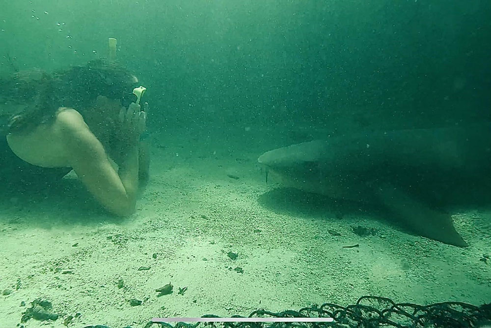 Swim with the Sharks