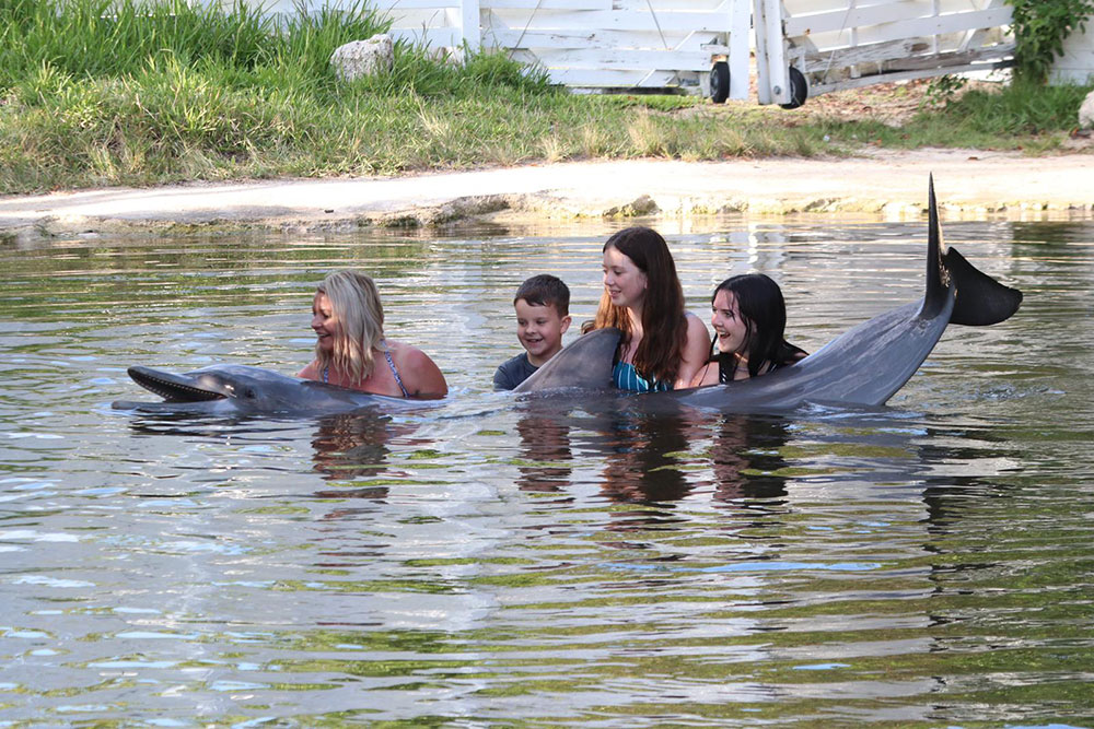 Shallow Water Swim with the Dolphin